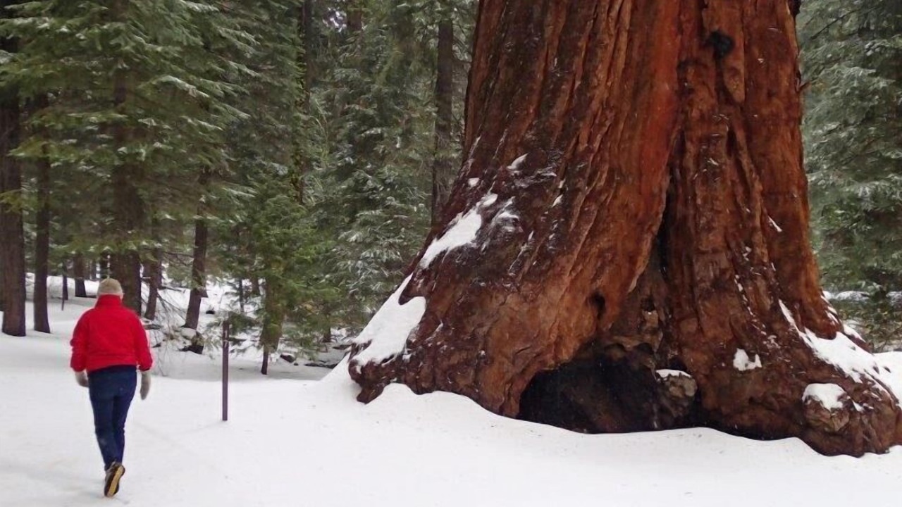 Photo of Others in Ponderosa