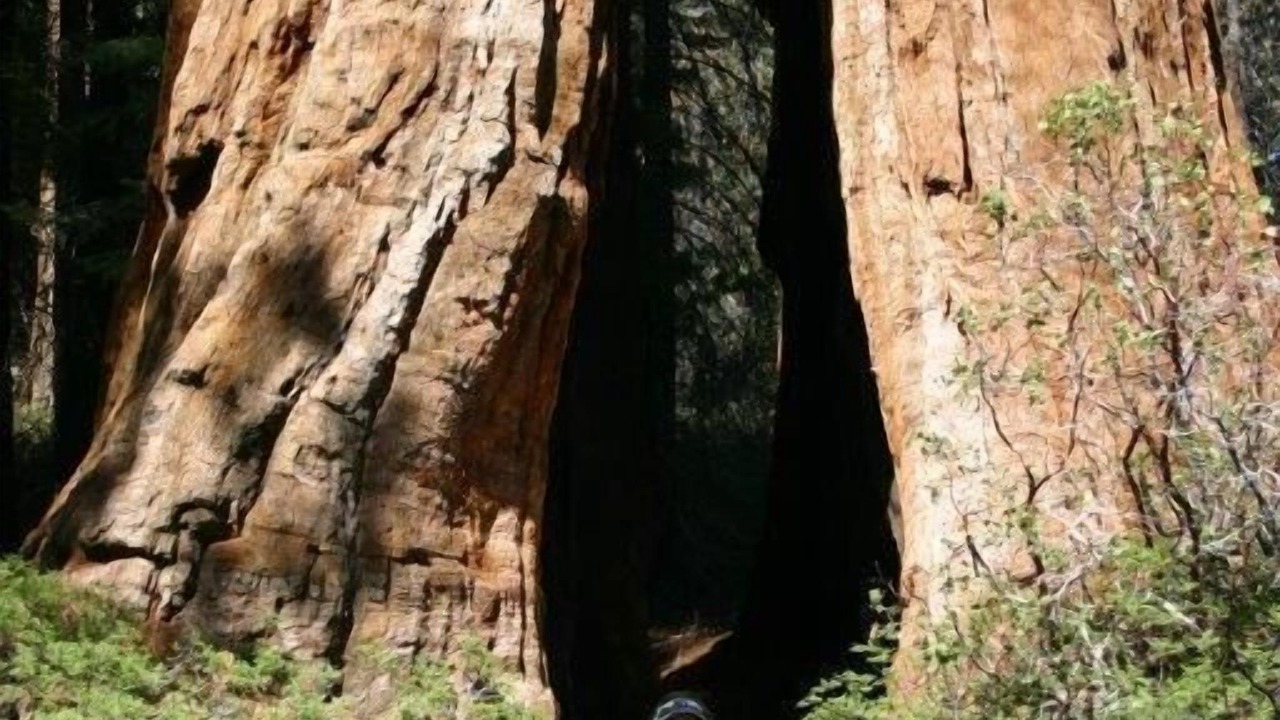 Photo of Others in Ponderosa