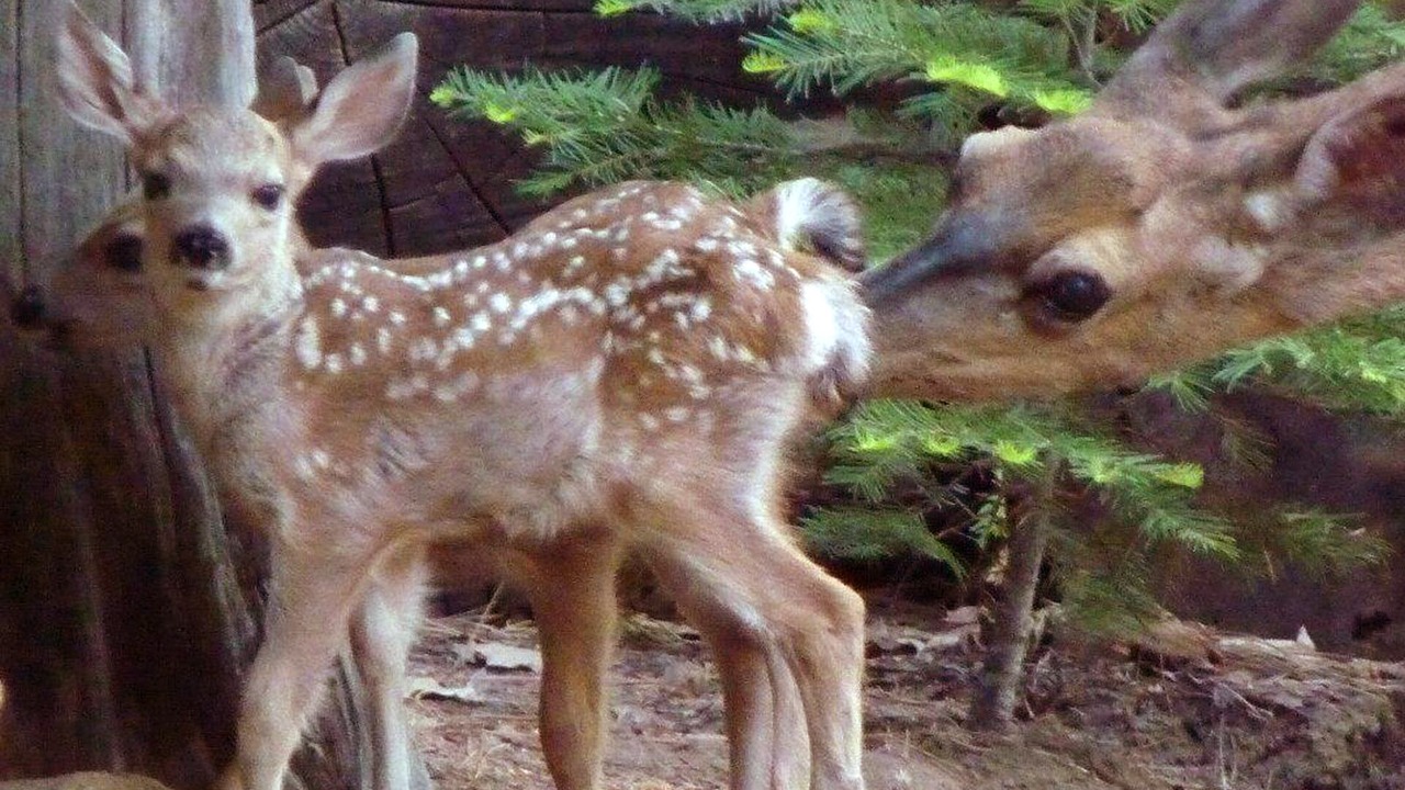 Photo of Others in Foresta