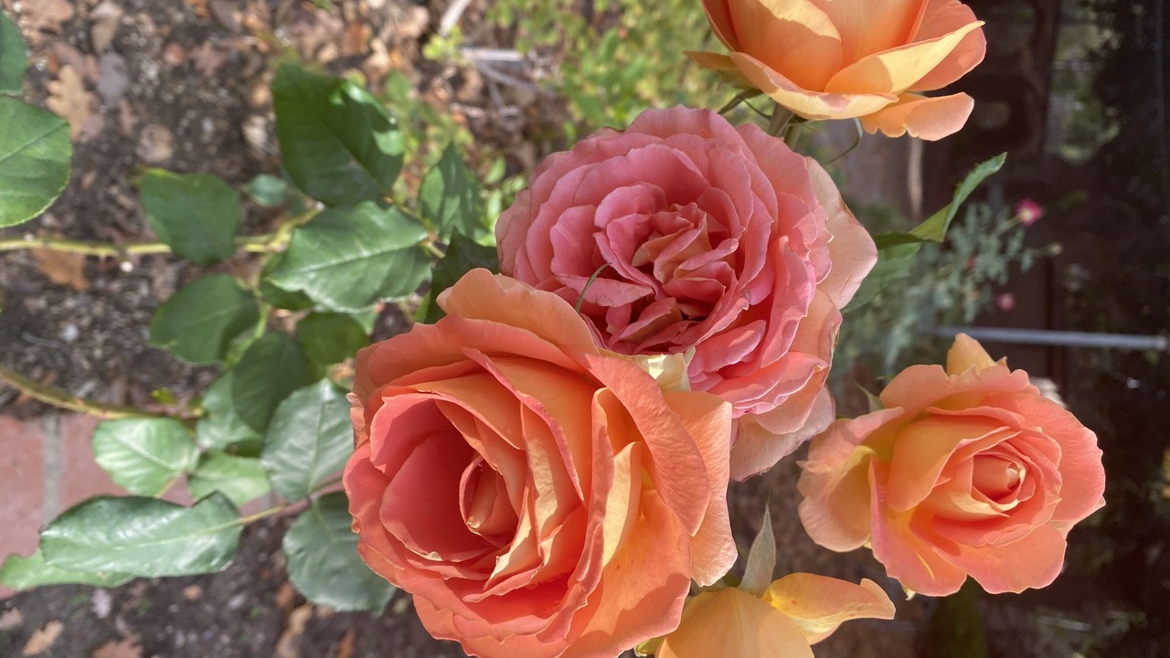 Photo of Outdoor in Simi Valley