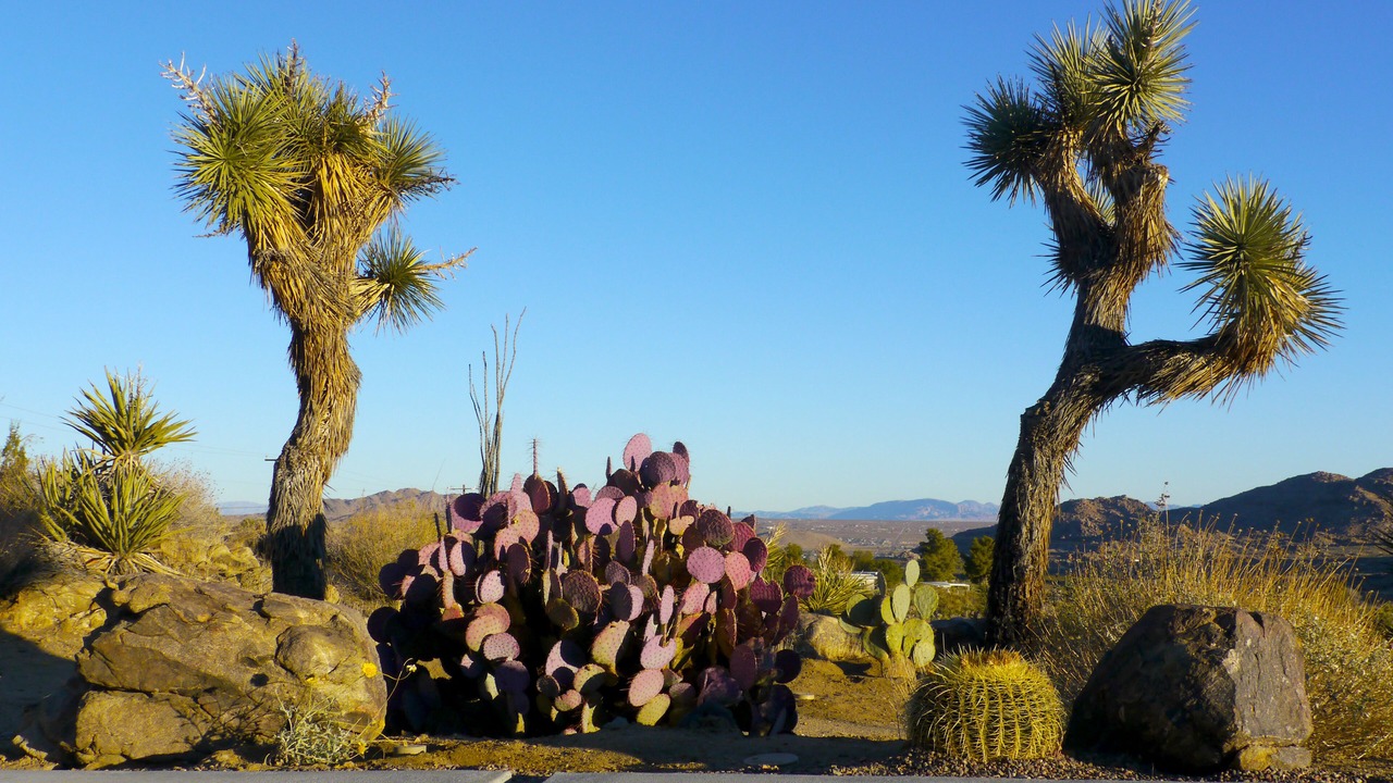 Photo of Others in Joshua Tree Highlands