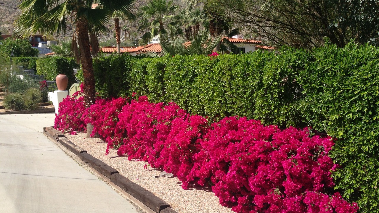 Photo of Others in Palm Springs