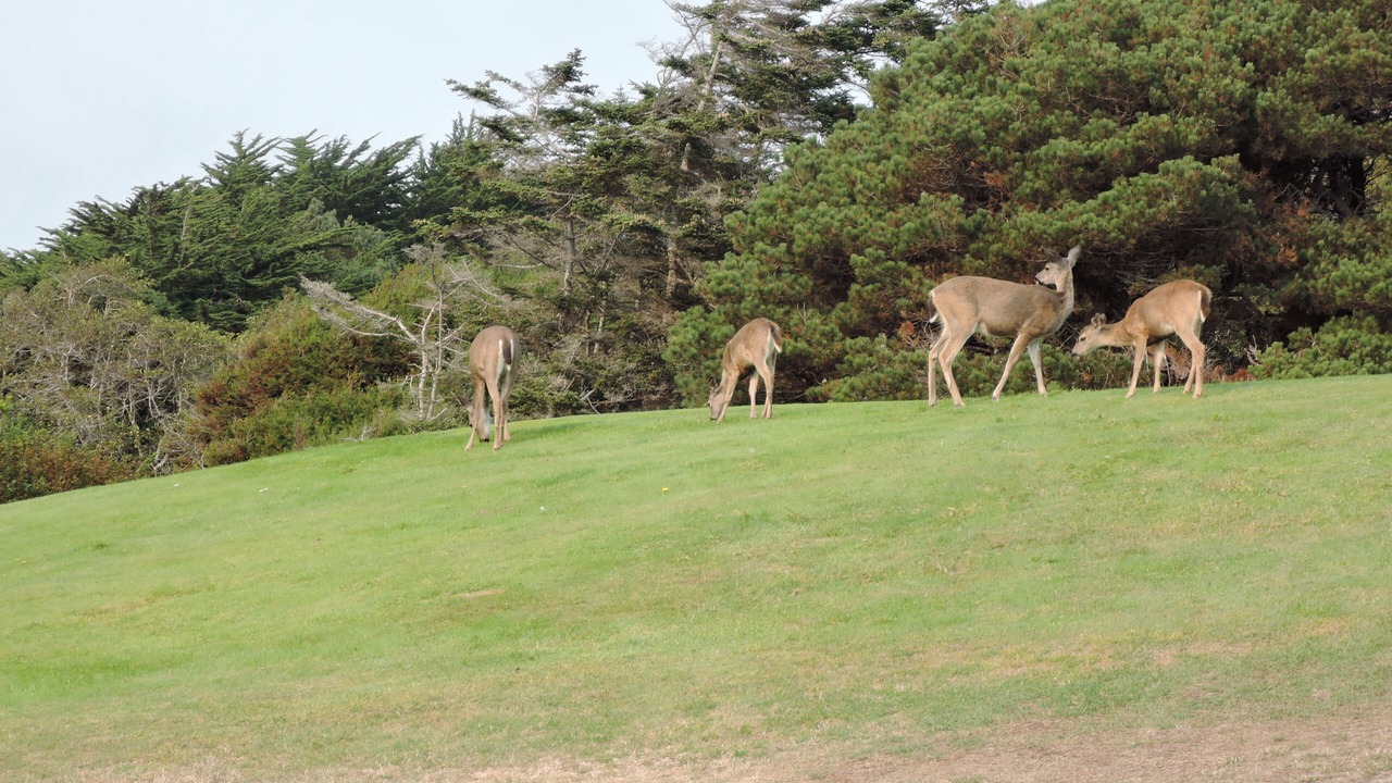 Photo of Others in Sea Ranch