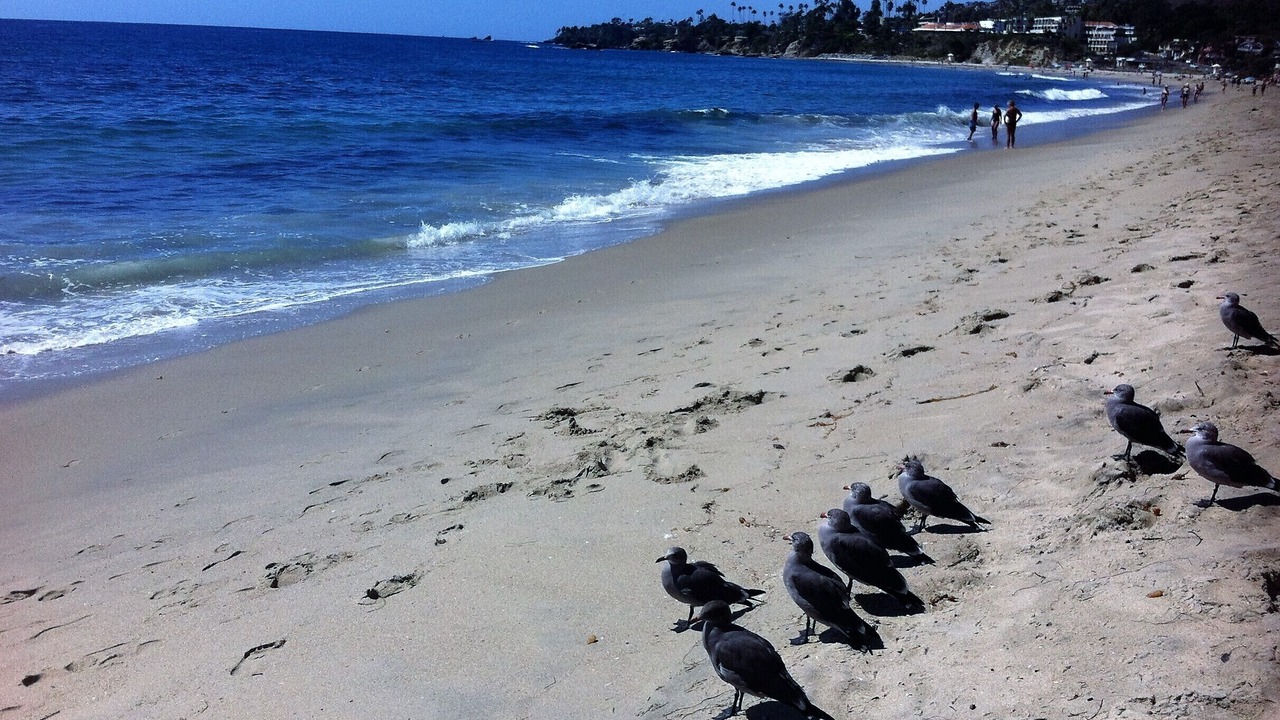 Photo of Others in Laguna Beach