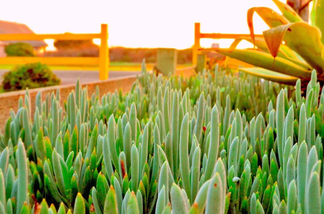Photo of Others in Moss Landing