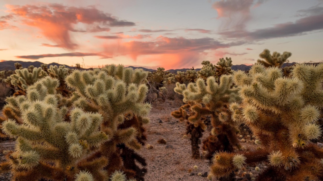 Photo of Outdoor in Joshua Tree