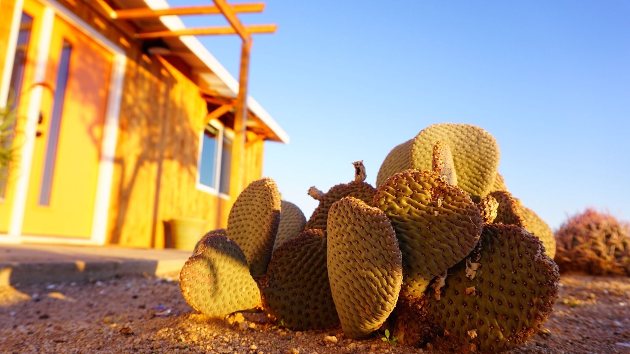 Photo of Outdoor in Joshua Tree