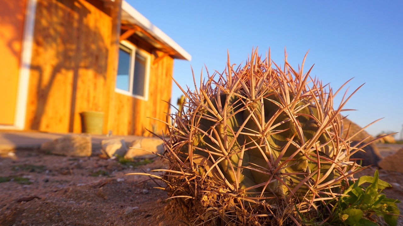 Photo of Outdoor in Joshua Tree