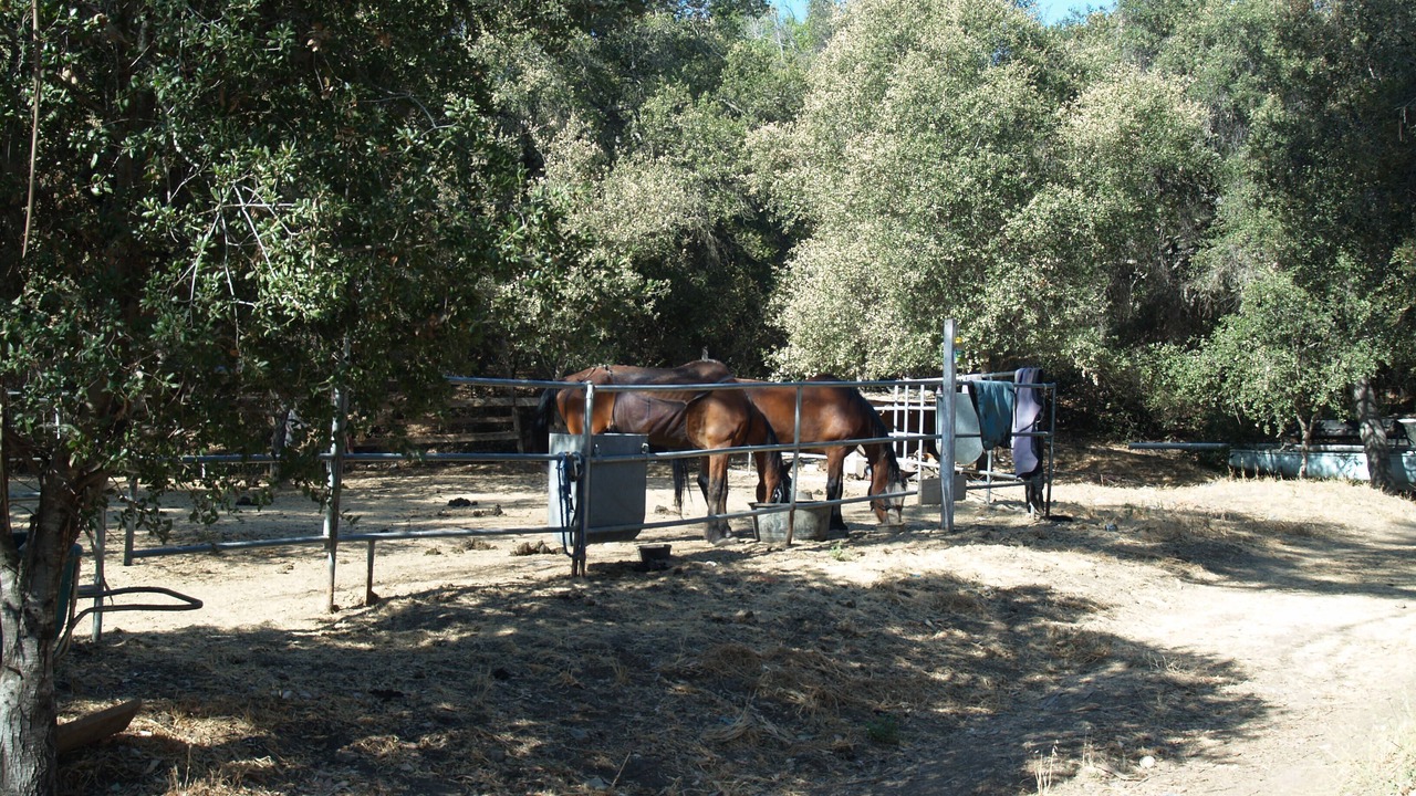 Photo of Outdoor in Topanga