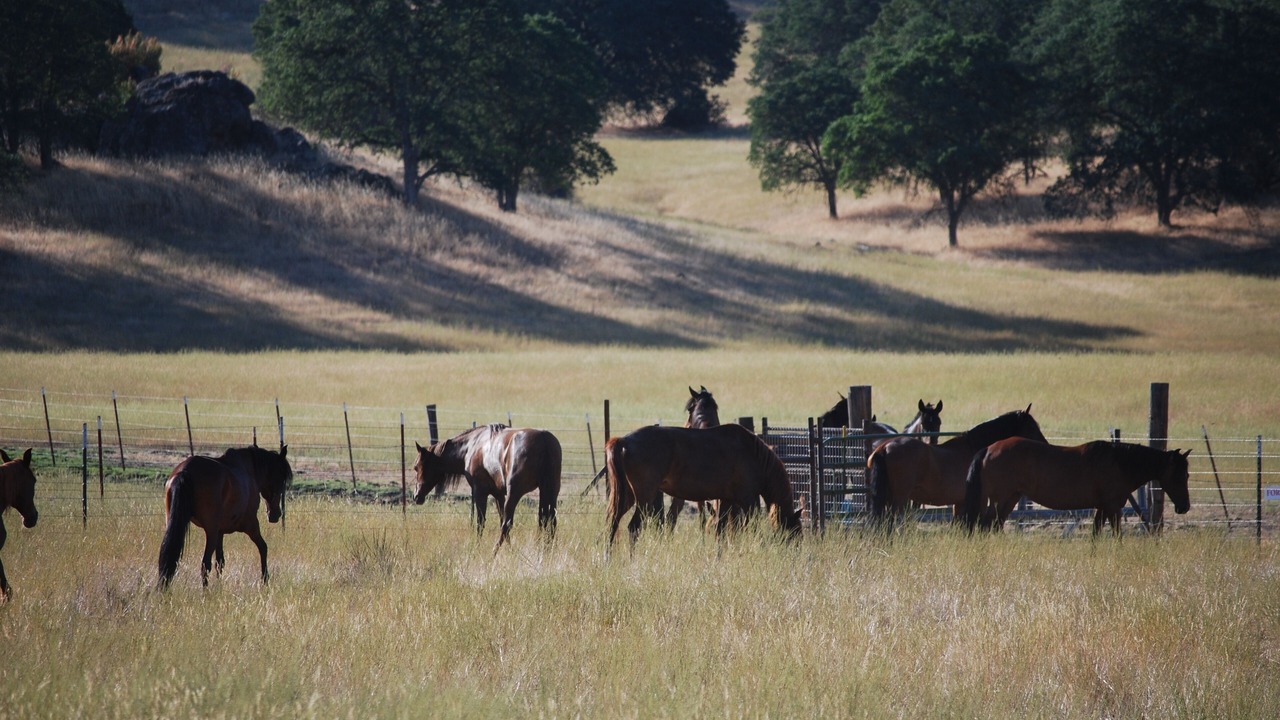 Photo of Others in Catheys Valley