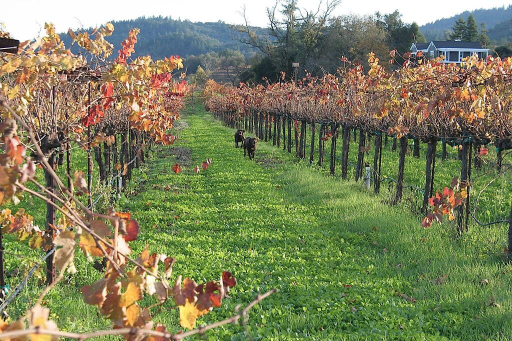 Photo of Outdoor in Healdsburg