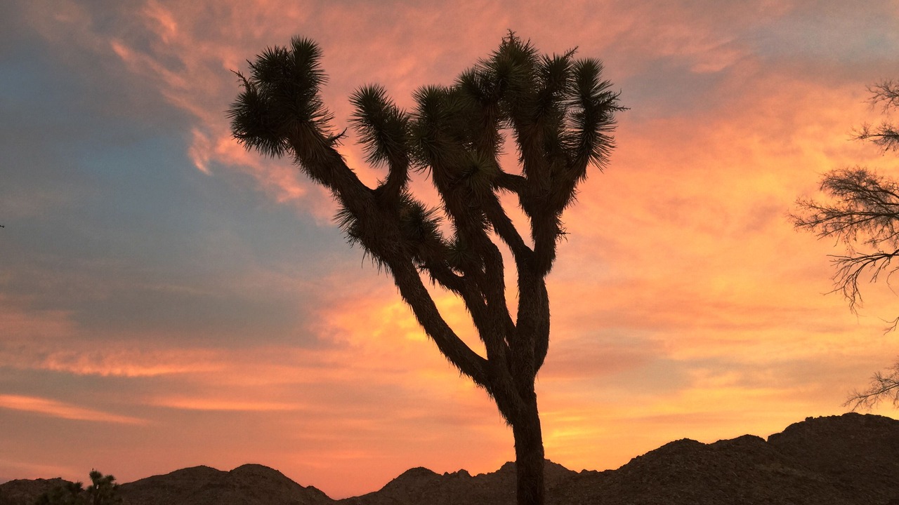 Photo of Others in Joshua Tree Highlands