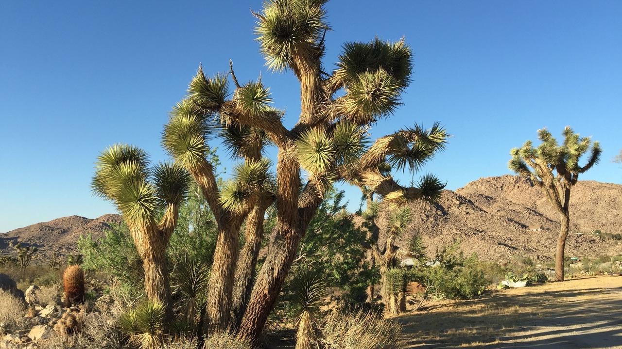 Photo of Outdoor in Joshua Tree Highlands