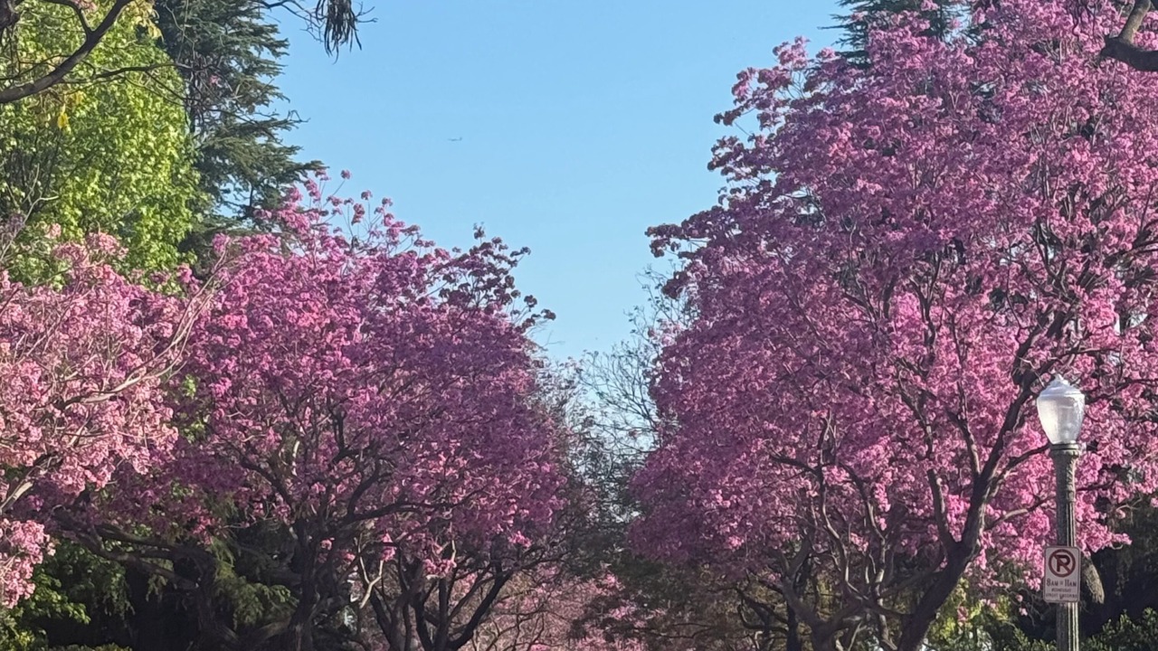 Photo of Others in Los Feliz