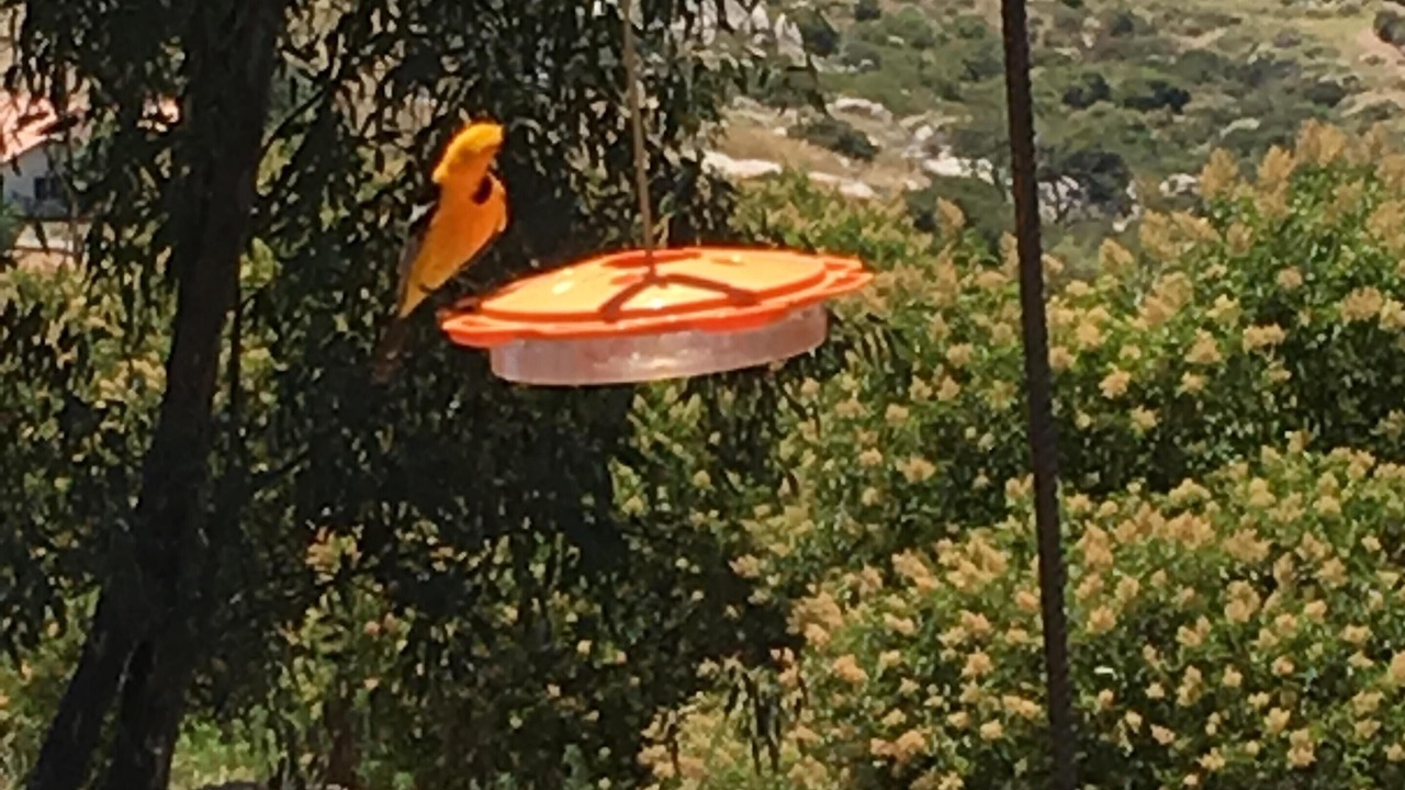 Photo of Outdoor in San Diego Country Estates