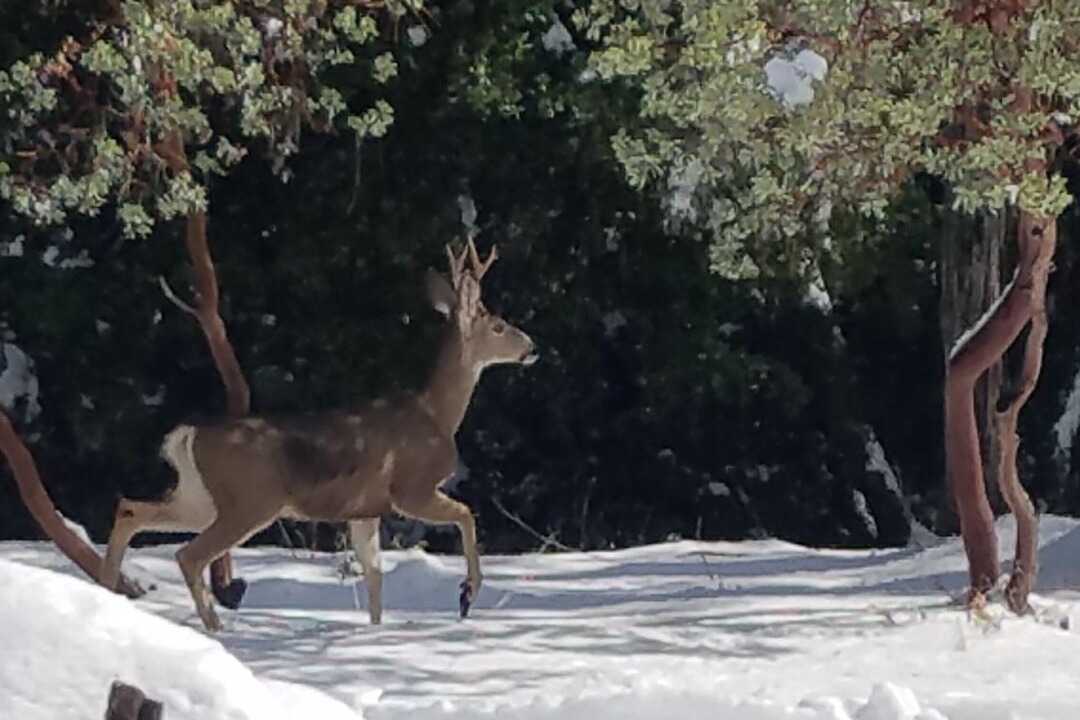 Photo of Outdoor in Wishon