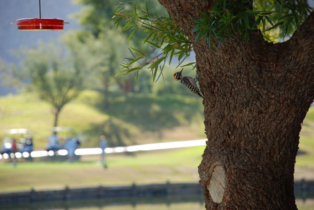 Photo of Outdoor in La Quinta