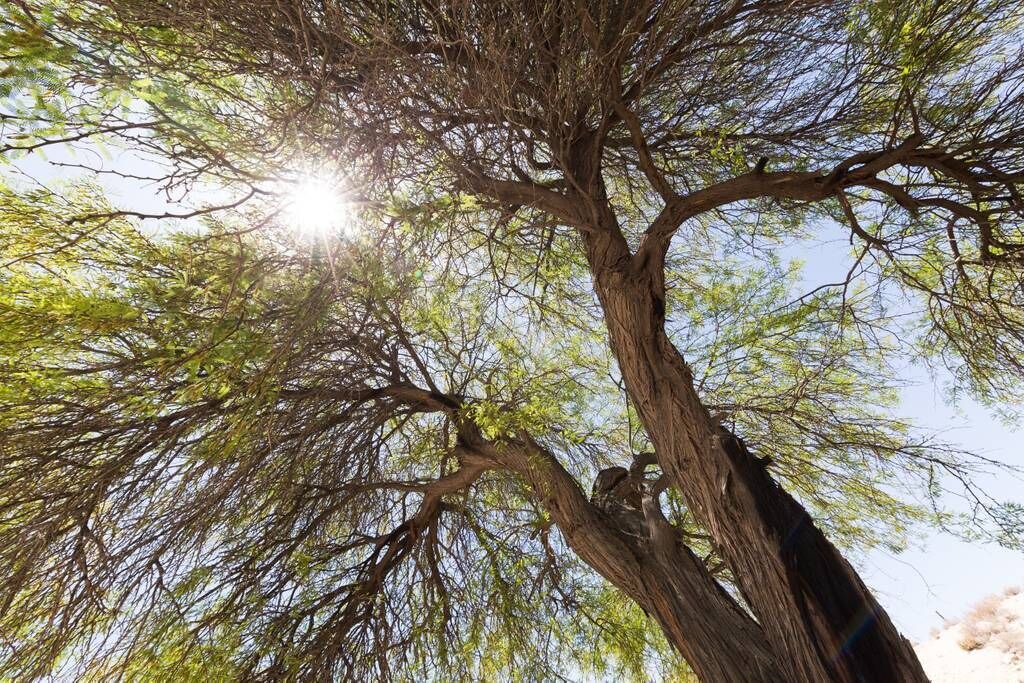 Photo of Outdoor in Yucca Valley