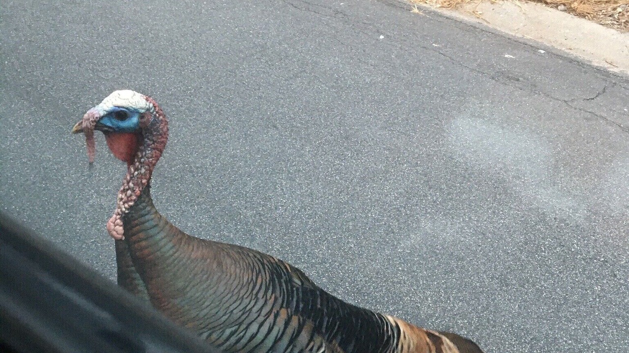 Photo of Others in Del Rey Oaks