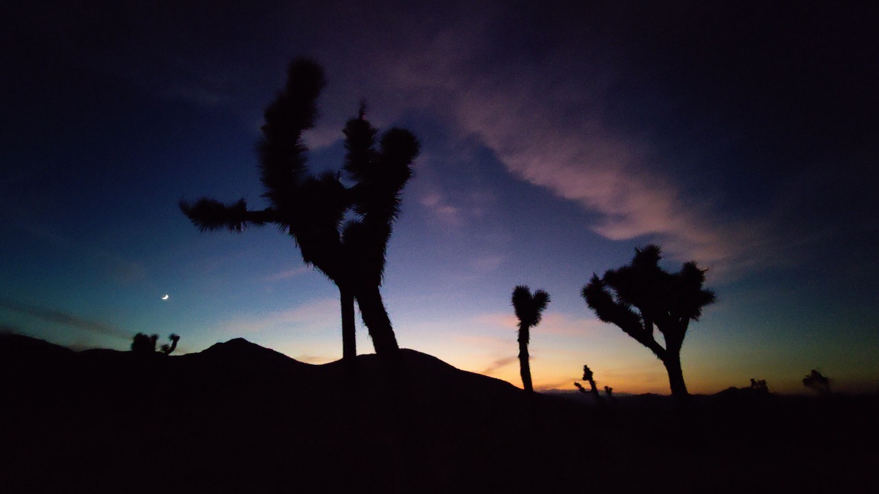 Photo of Others in Joshua Tree