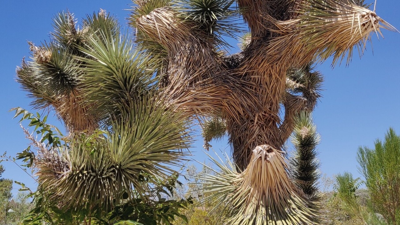Photo of Others in Joshua Tree