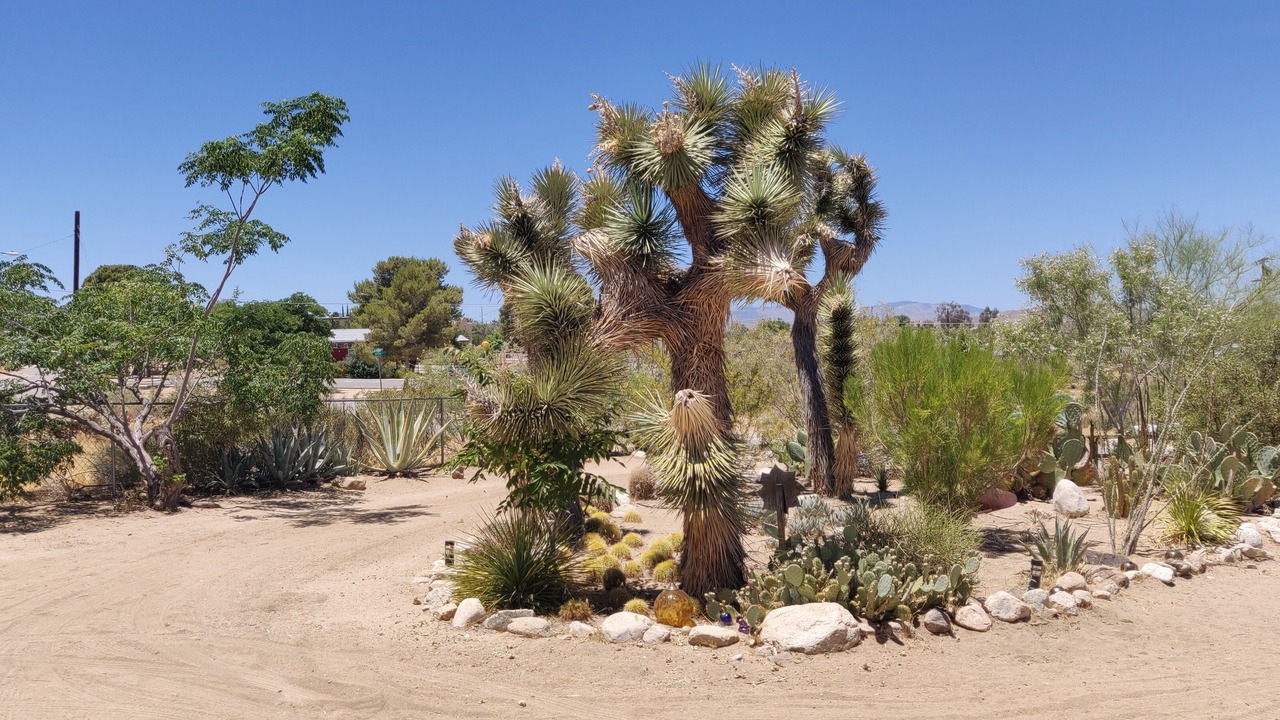Photo of Others in Joshua Tree