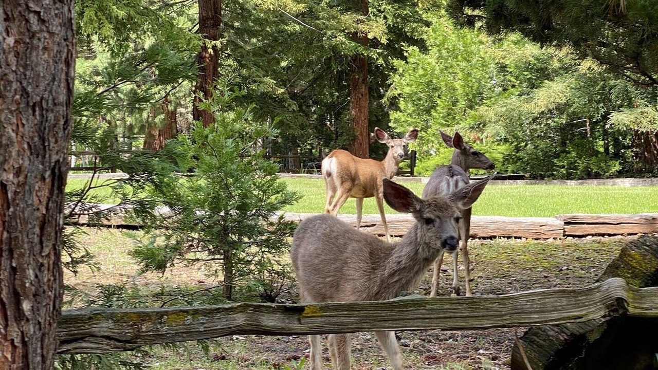 Photo of Others in Camp Nelson