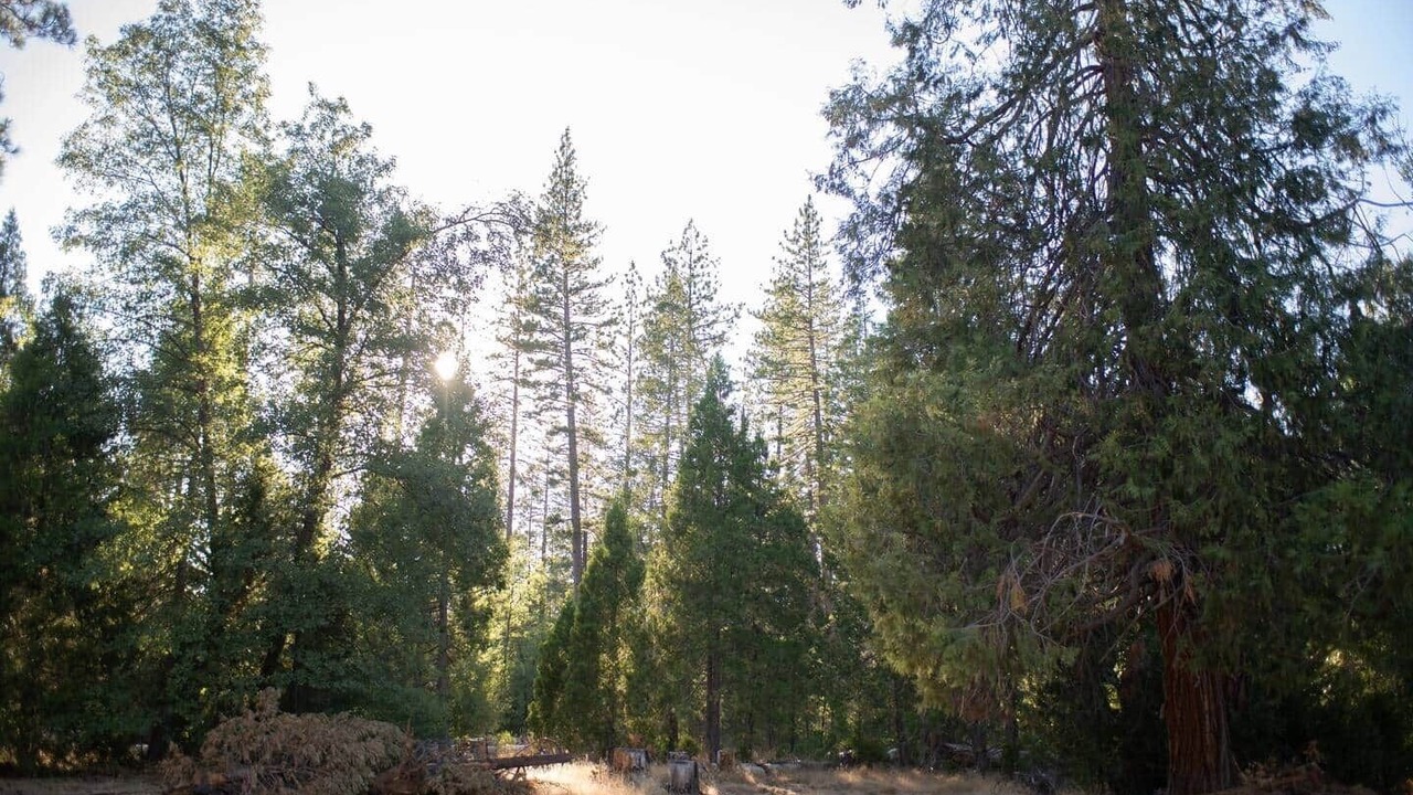 Photo of Others in Groveland