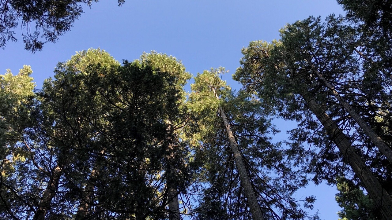 Photo of Others in Alta Sierra