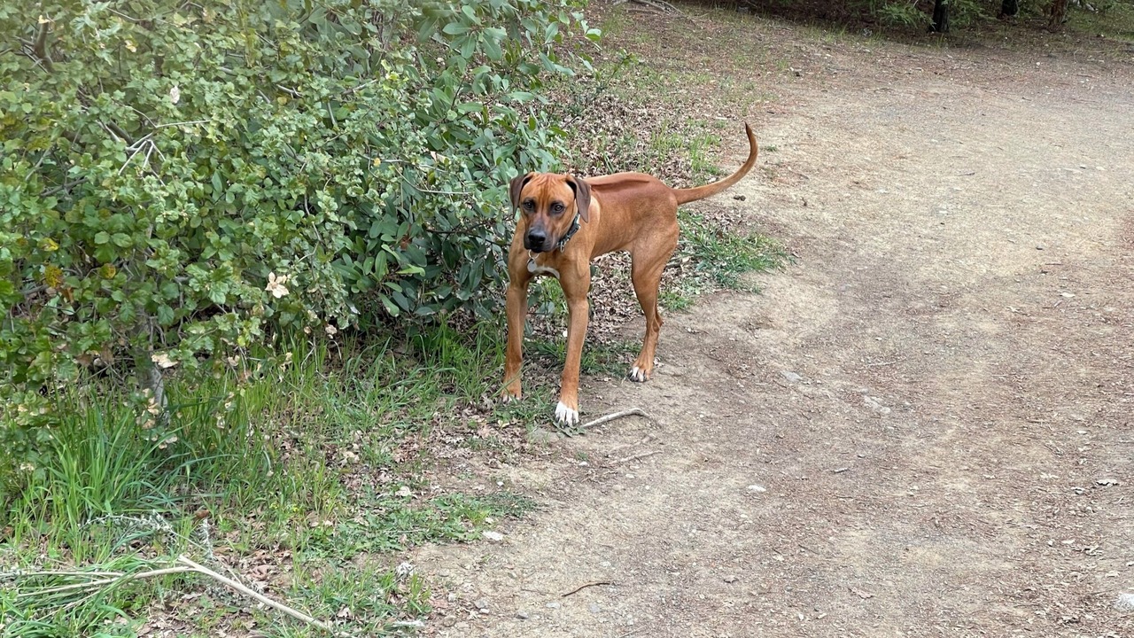 Photo of Others in Central Portola Valley