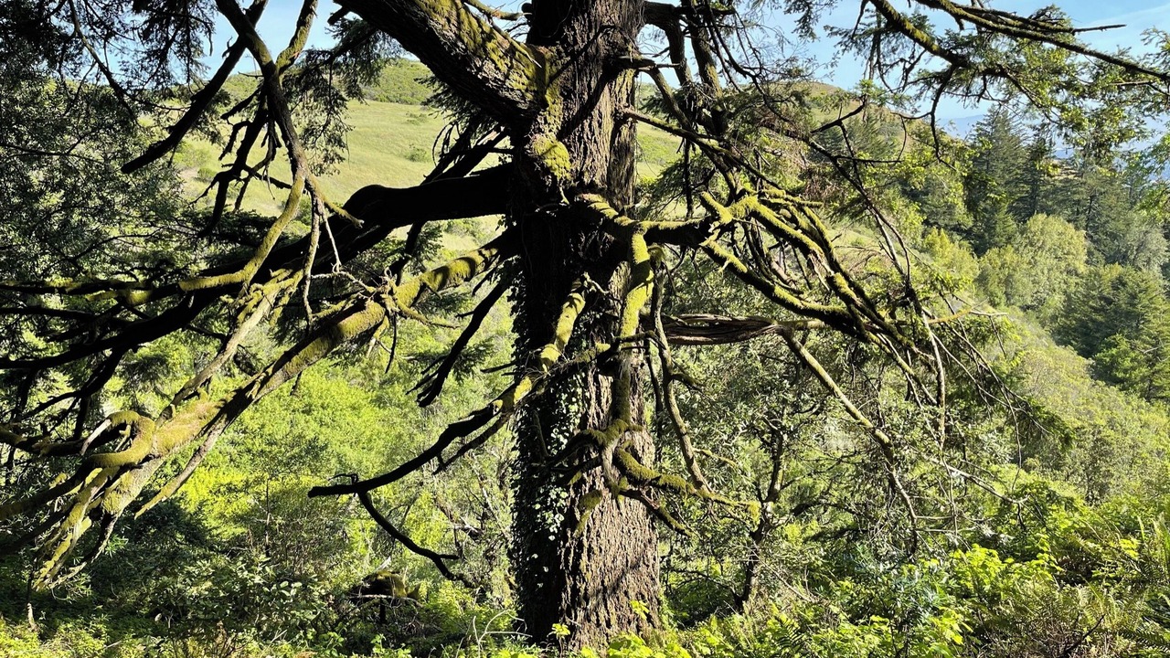 Photo of Outdoor in Central Portola Valley