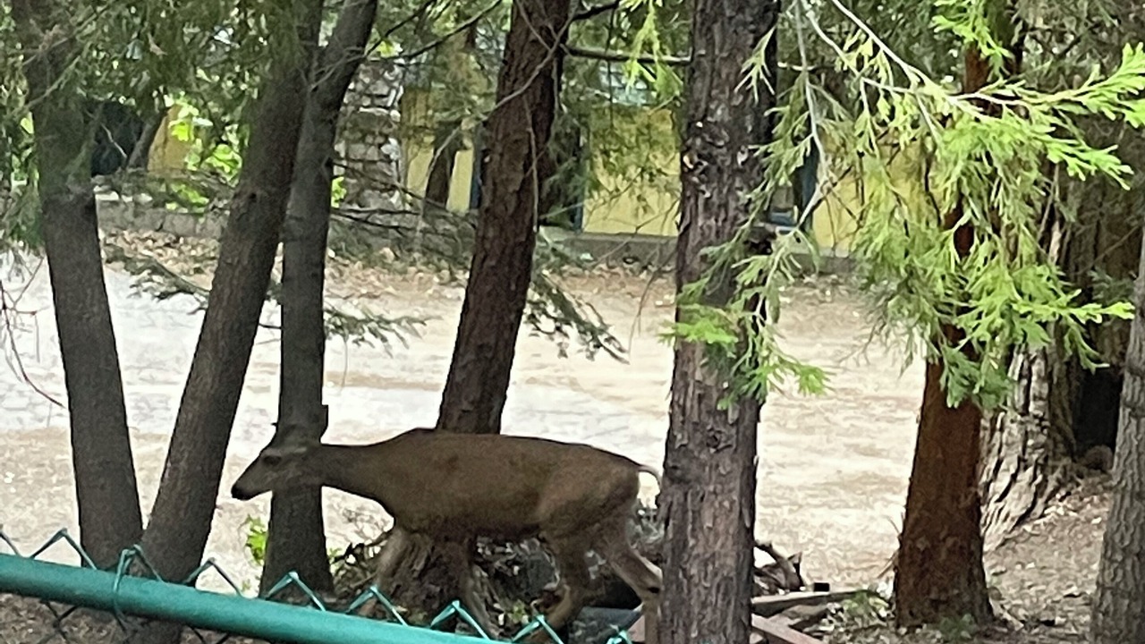 Photo of Others in Lake Arrowhead