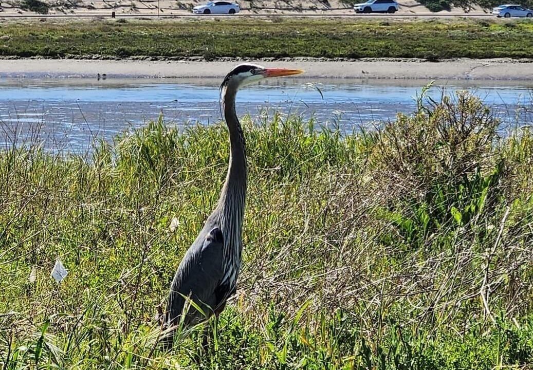 Photo of Others in Huntington Beach