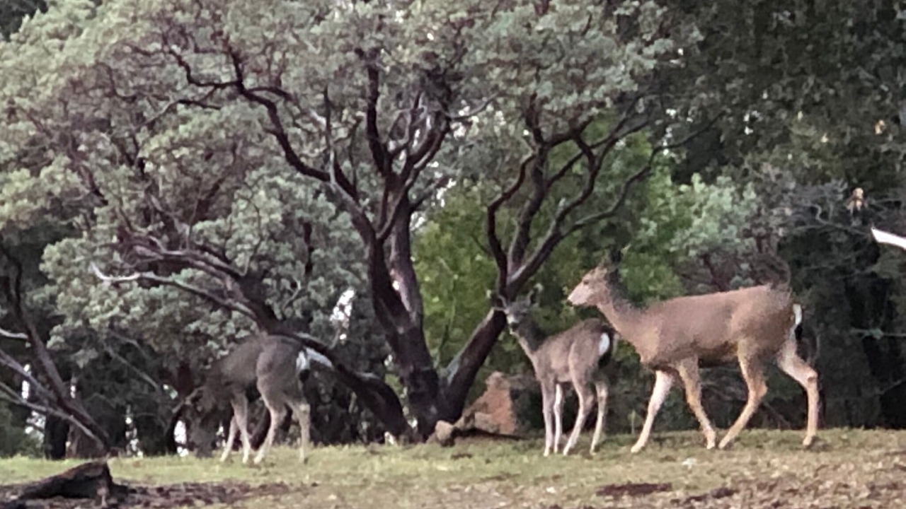 Photo of Outdoor in Mariposa