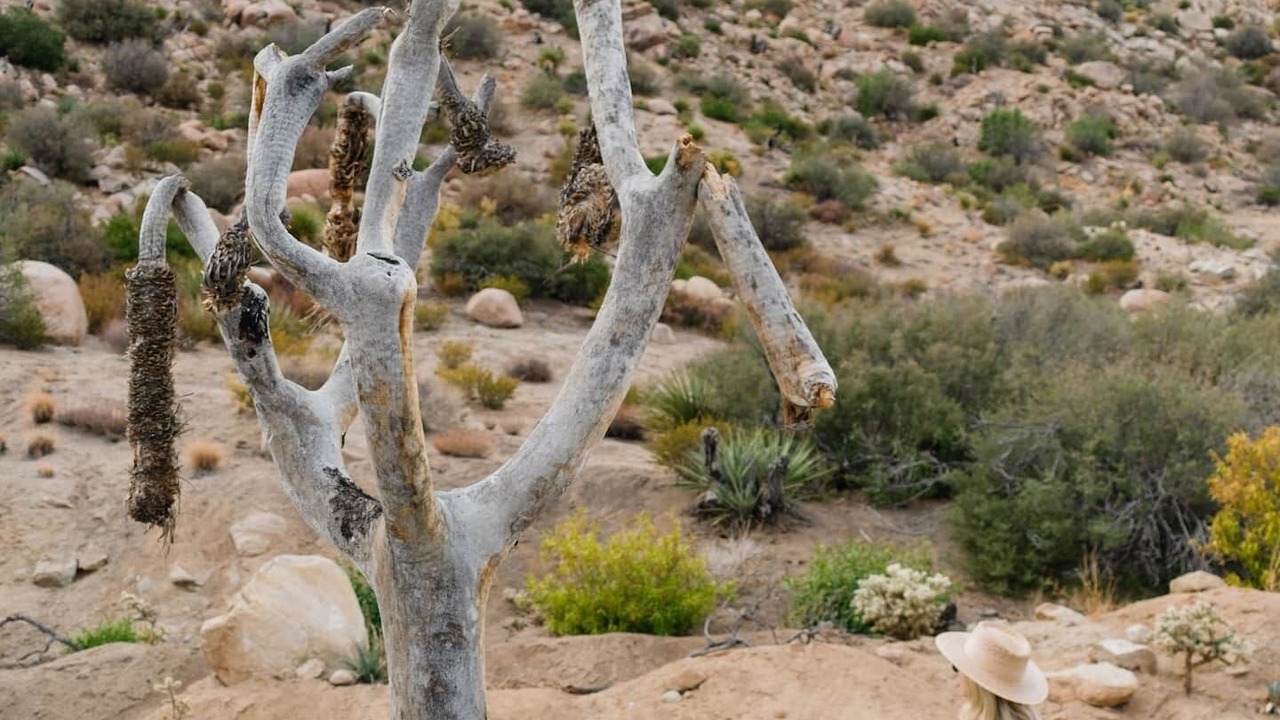 Photo of Outdoor in Pioneertown