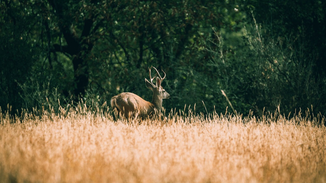 Photo of Others in North Fork