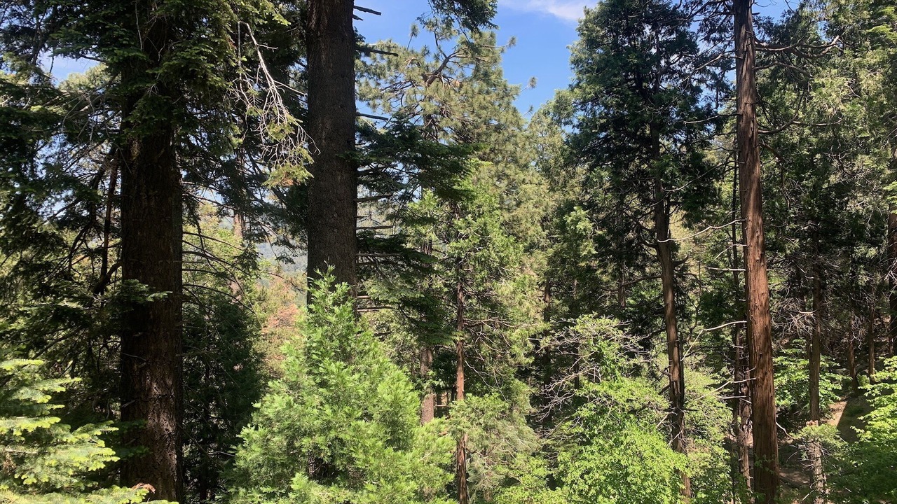 Photo of Outdoor in Crestline