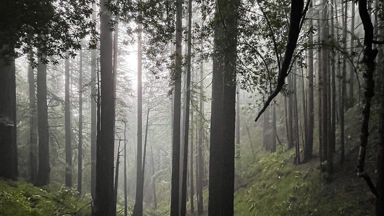 Photo of Others in Mill Valley