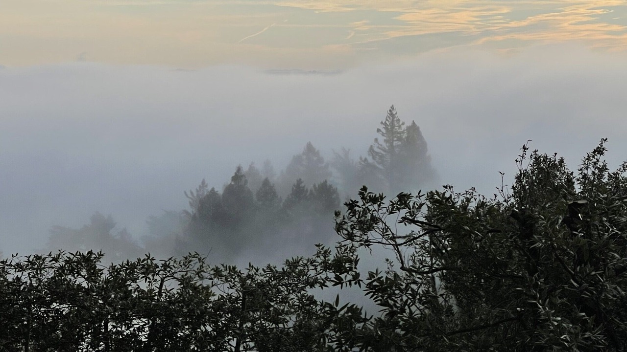 Photo of Others in Mill Valley