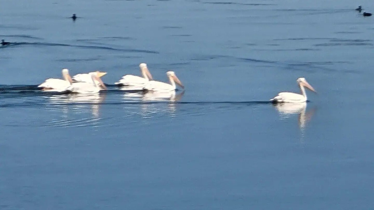 Photo of Others in North Lakeport