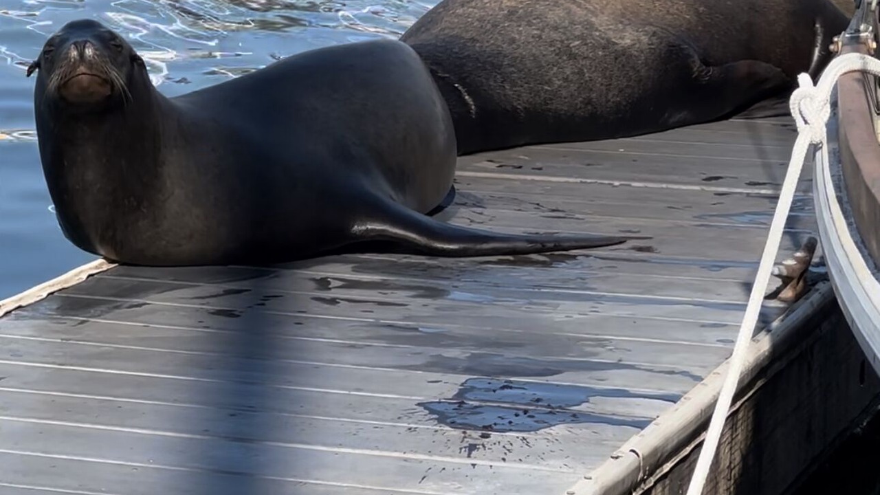 Photo of Others in Marina del Rey