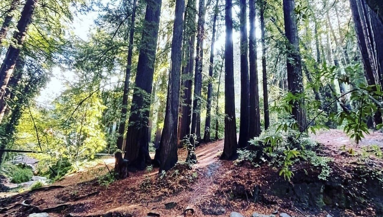 Photo of Outdoor in Tamalpais-Homestead Valley