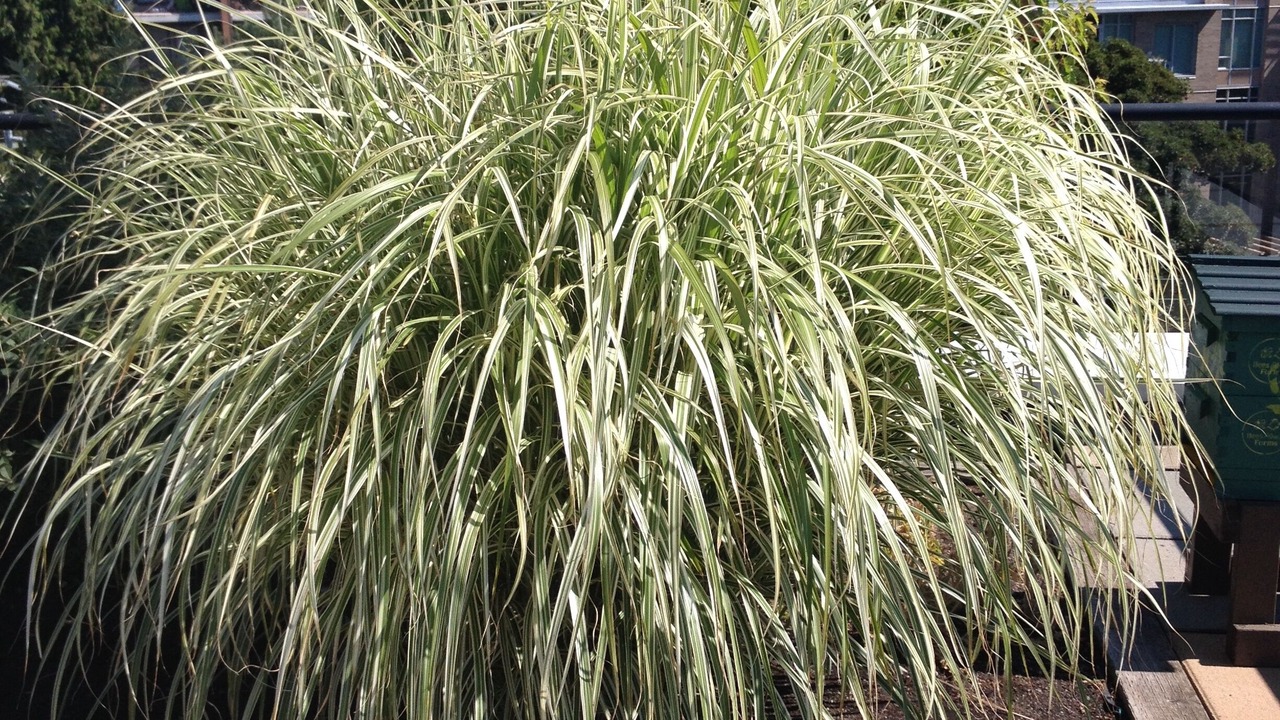 Photo of Outdoor in Desert Palms