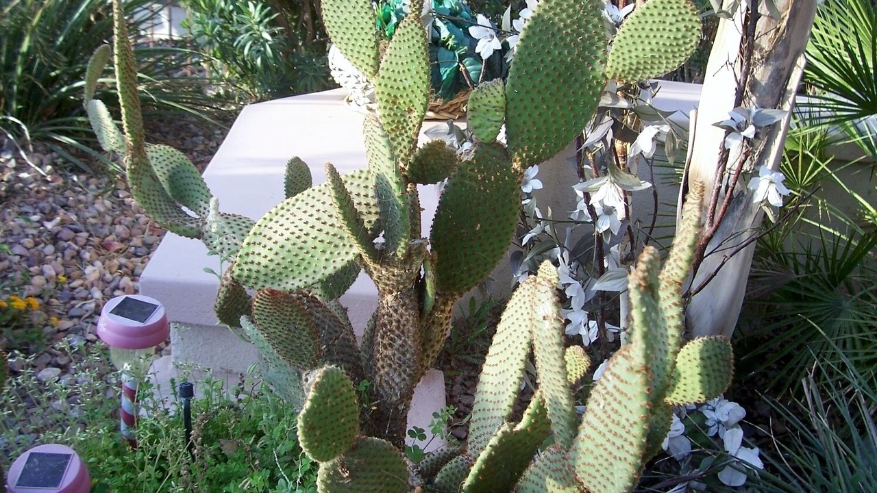 Photo of Outdoor in Desert Palms