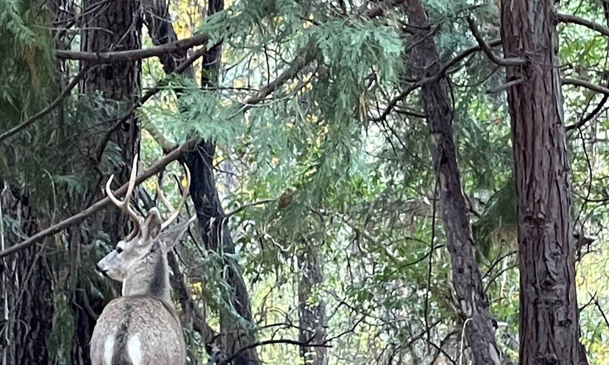 Photo of Others in Nevada City