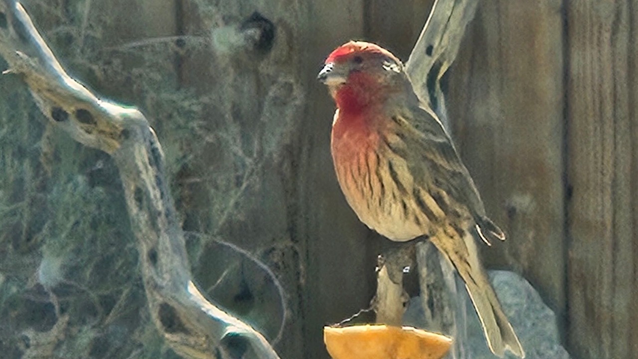 Photo of Others in Frazier Park