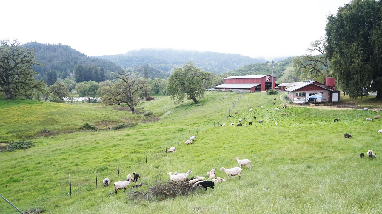 Photo of Others in Willits