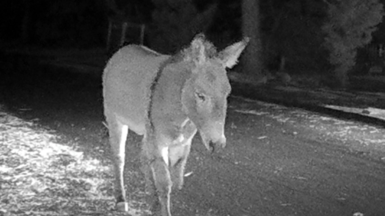 Photo of Others in Big Bear