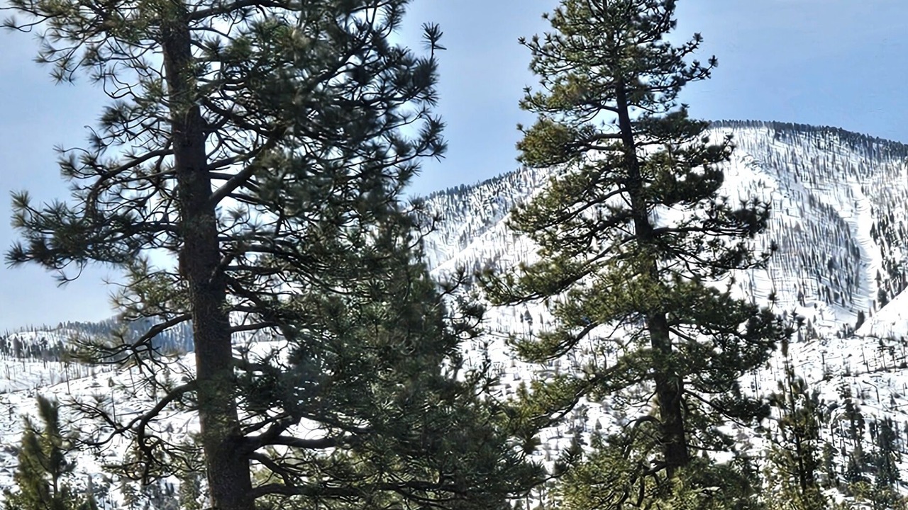 Photo of Others in Big Bear