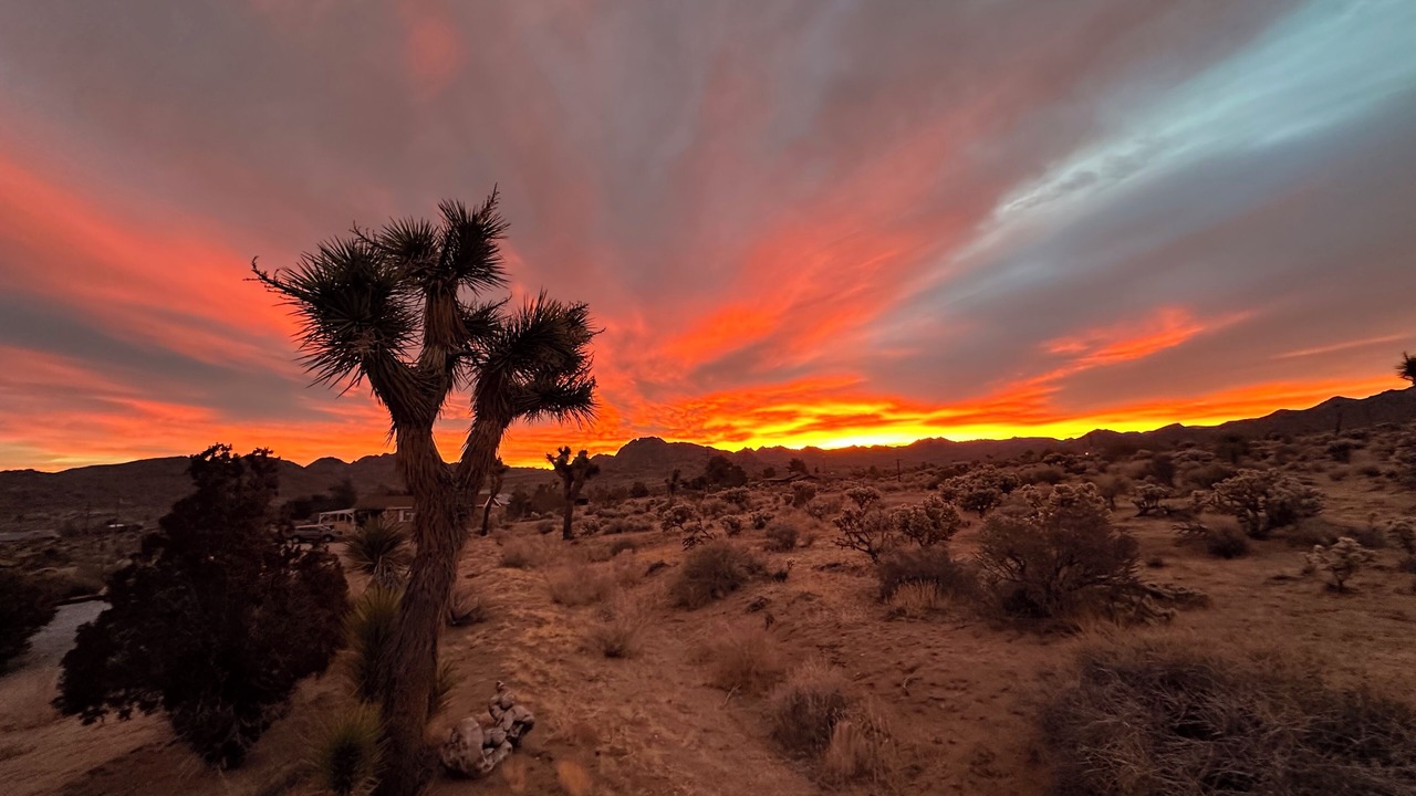 Photo of Others in Joshua Tree
